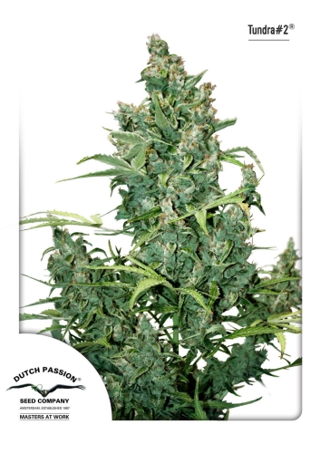 Auto Tundra #2