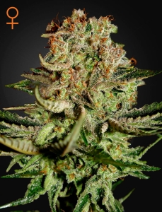 Super Bud Hanfsamen