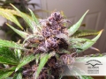 Auto Blackberry Kush
