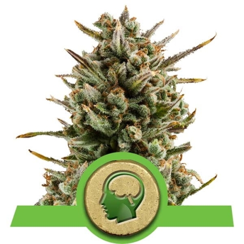 Amnesia Haze auto