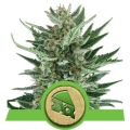 Royal Cheese Auto