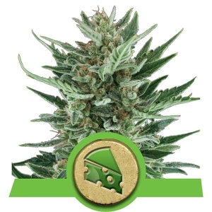 Royal Cheese Auto Hanfsamen