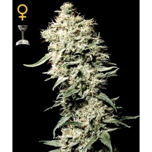 White Rhino Hanfsamen