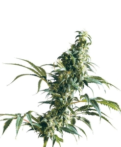 Mexican Sativa Hanfsamen