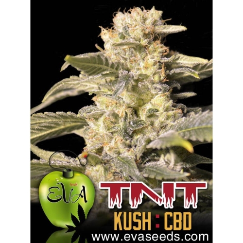 TNT Kush CBD