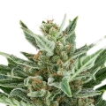 Easy Bud Auto