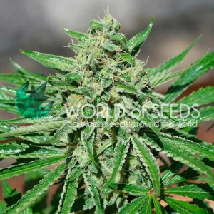 CBD Tonic Hanfsamen