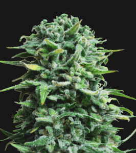 Siberian Haze Auto Hanfsamen