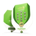 Royal Bluematic Auto