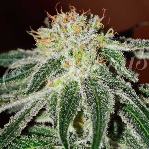 Black Russian Hanfsamen