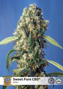 Sweet Pure CBD Hanfsamen