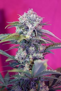 Cream Mandarine Auto Hanfsamen