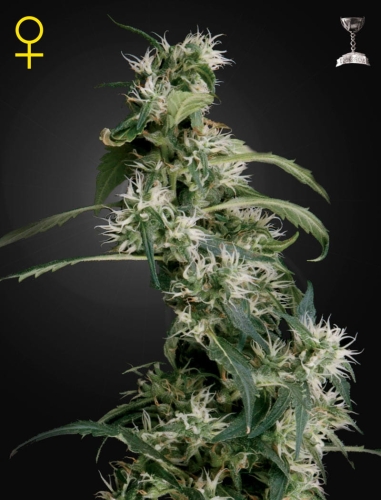 Arjan's Ultra Haze #2