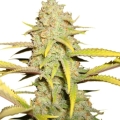 OG Kush 