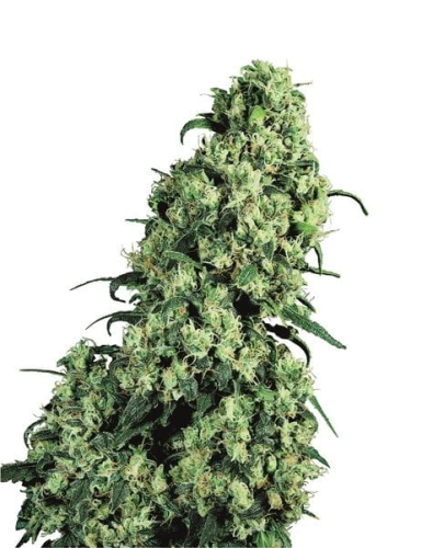Skunk #1