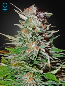 Super Lemon Haze Auto Hanfsamen