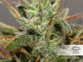 Auto Daiquiri Lime