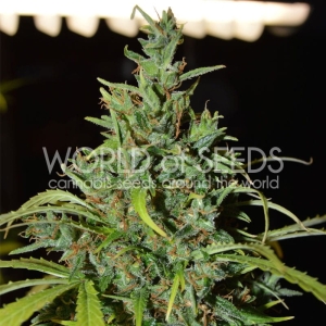 Neville Haze Ryder (Auto) Hanfsamen