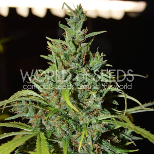 Neville Haze Ryder (Auto)