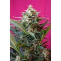 Big Devil XL Auto