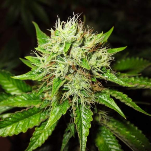 OG Kush Auto