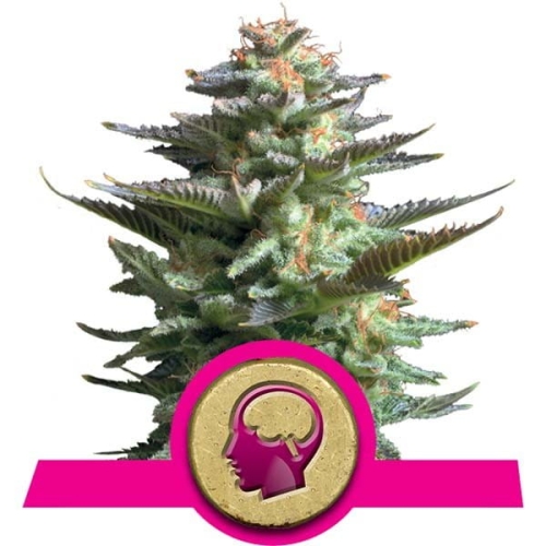 Amnesia Haze