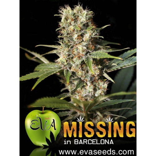 Missing in Barcelona
