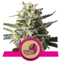 Lemon Shining Silver Haze 