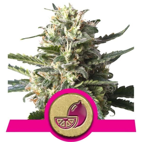 Lemon Shining Silver Haze 