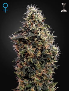Sweet Mango Auto Hanfsamen