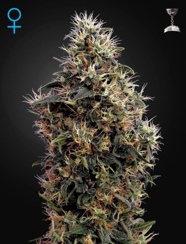 Sweet Mango Auto