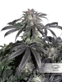 Bubba Island Kush