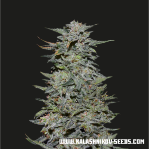 Boy Scout Cookies Hanfsamen
