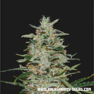 White Russian OG Hanfsamen