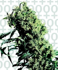 Northern Lights #5 x Haze Hanfsamen