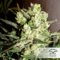 Auto White Widow