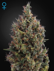 Big Bang Auto Hanfsamen