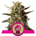 Bubblegum XL 