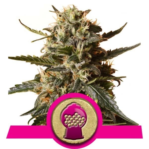 Bubblegum XL 