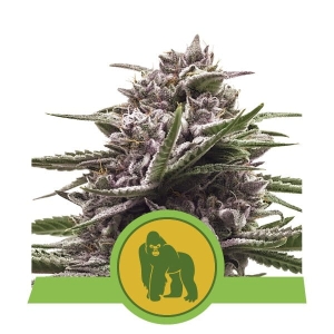 Royal Gorilla Auto Hanfsamen