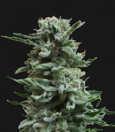 AK Skunk Auto
