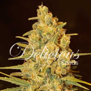 Critical Sensi Star Hanfsamen