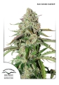 Auto Colorado Cookies