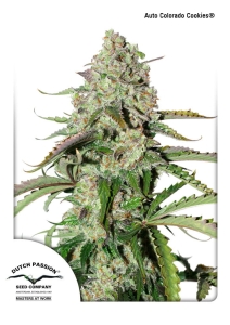 Auto Colorado Cookies Hanfsamen