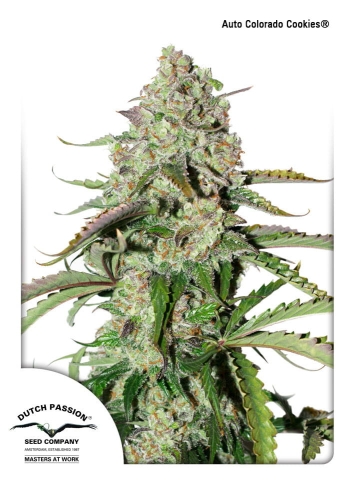 Auto Colorado Cookies