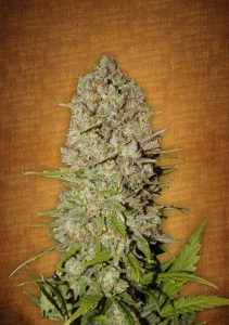 Pineapple Express Hanfsamen