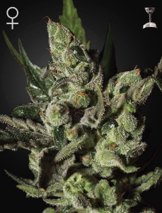 Exodus Cheese Hanfsamen