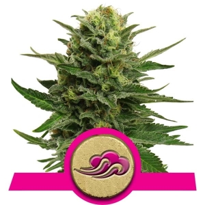 Blue Mystic Hanfsamen