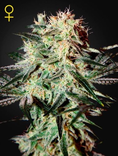 Arjan's Strawberry Haze 