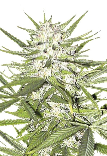 EARLY SKUNK